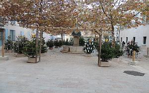 2025 12 09 OULLIOULES PROMENADE (26)